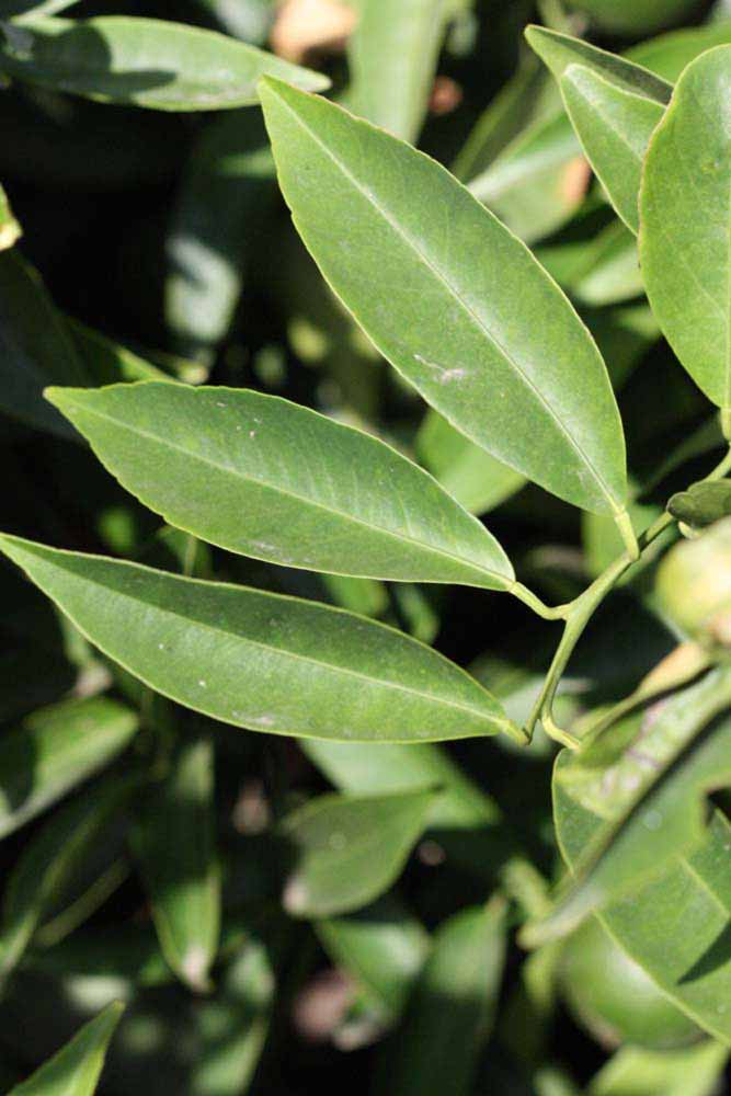              Sun leaves (Riverside, CA)       